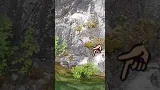 Удивительная маскировка! Найдите птенца на скале