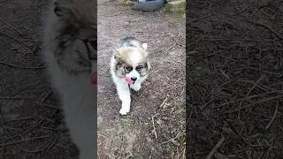 Кумедне цуценя на ім'я Бім