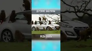 Это Самые НАГЛЫЕ ОБЕЗЬЯНЫ в Мире 