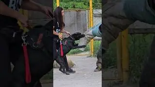 💣💥Cool bodyguard Boss. Pitbull attack. #GUARDODESSA Bodyguard dog training.  Odessa.