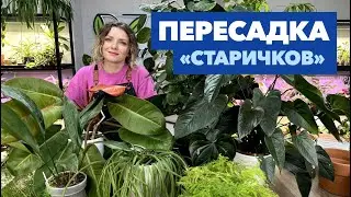 Пересадка комнатных растений и цветов » Май 2024