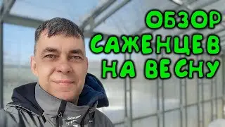 ОБЗОР САЖЕНЦЕВ НА ВЕСНУ: ГОРТЕНЗИИ, ЕЖЕВИКА, ВИНОГРАД, КАШТАНЫ