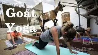 Fun Yoga With Baby Goats | Los Angeles Times