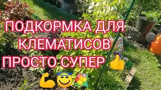 ПЕРВАЯ ПОДКОРМКА ДЛЯ КЛЕМАТИСОВ. 👍💪😇 НЕ ВЫКАПЫВАЙТЕ И НЕ ВЫБРАСЫВАЙТЕ СВОИ КЛЕМАТИСЫ 💐