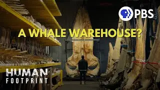 Inside the World’s ONLY Whale Warehouse 🐋