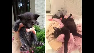 Бездомные коты до и после того, как их приютили