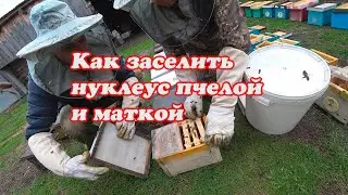 КАК ЗАСЕЛИТЬ НУКЛЕУСЫ, БЫСТРО И ПРОСТО, БЕЗ РАЗЛИЧНЫХ ЗАМОРОЧЕК