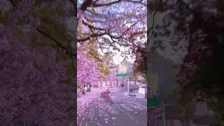 CHERRY BLOSSOME IN AIZAWL