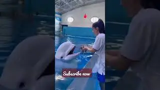 Smart dolphin 😍 | Double tap if you love this video 🤗# short part 1