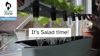 Kratky Hydroponics system Maintenance and Harvest - Roots!