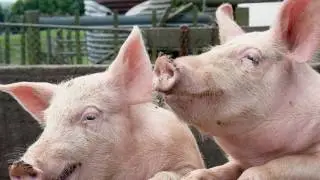 pig sound ouk ouk - sound of pig effect
