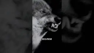 Самые большие волки в мире 