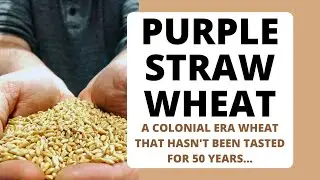 Purple Straw Wheat