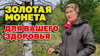 ЖИЗНЬ без ТАБЛЕТОК ЦЕЛЕБНЫЙ ЛИСТ ОЗДОРАВЛИВАЕТ ОЧИЩАЕТ УКРЕПЛЯЕТ  ОРГАНИЗМ 