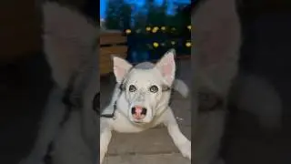 Собака - самый верный друг❤️ #cutedogs #shorts #домашниеживотные #смешныесобаки #husky