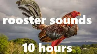 Roosters Crowing background sound (10 hours)