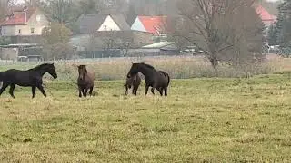 Horses playing near Lenzen