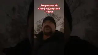 Американский стаффордширский терьер 