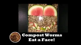 Red Wigglers Take on a Watermelon Rind Smiley Face! Vermicomposting Time-Lapse