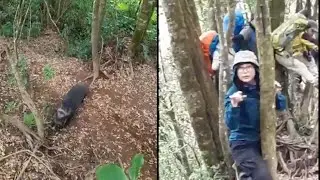 Viral!! Video Pendaki Bertemu Babi Hutan di Gunung Cikuray