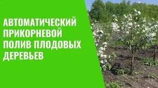 Автоматический прикорневой полив плодовых деревьев