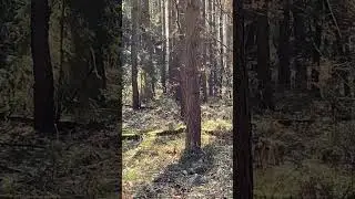 Кабаны 🐗