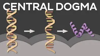 Central dogma of molecular biology