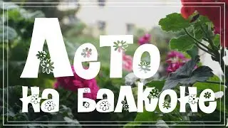Что у меня цветет в конце мая. Лето в саду на балконе