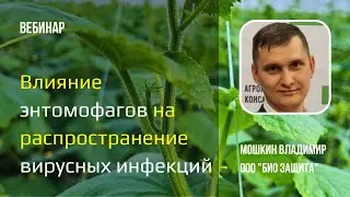 Влияние энтомофагов на распространение вирусных инфекций