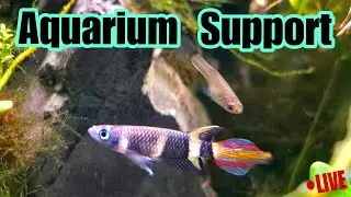 Aquarium Support Live