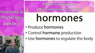 A&P 2 (PHYL 142) | Endocrine | Endocrine Organs & Tissues