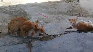 cat mating season