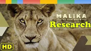 [Lion Story] Research Malika of The Lion Queen - Nat Geo Wild Documentary Nature HD