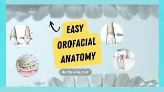 I'm Teaching You Orofacial Anatomy Under 30 Min