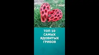 Топ 10 самых ядовитых грибов в мире #грибы #шортс #топ10 #shorts #комарик #интересное