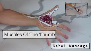 Thumb Muscle Anatomy (With Movements!)