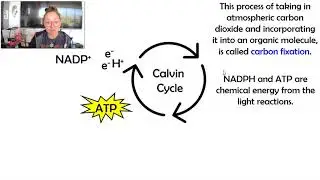 General Overview/Purpose of the Calvin Cycle