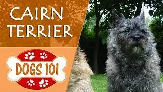 Dogs 101 - CAIRN TERRIER - Top Dog Facts About the CAIRN TERRIER