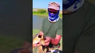 Сазан на спиннинг.30 минут адреналина