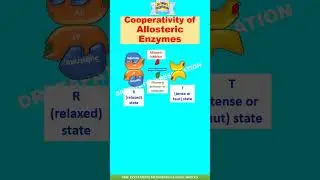 Cooperativity of Allosteric Enzymes #shorts