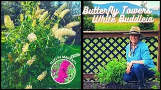 Planting The New And Unique Butterfly Towers™ White Buddleia