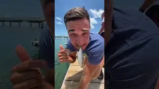 WHEN PLAYING WITH THE FISH GOES RIGHT
