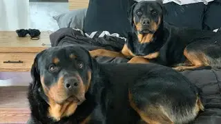 Life With Rottweilers 101