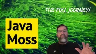 Java Moss vs. Algae: How This Aquatic Plant Can Keep Your Tank Clean