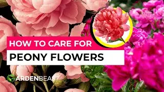 How to Grow & Care for Peonies: All You Need to Know