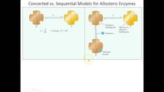 Lecture 6B - Concerted and Sequential Models for Allosterics