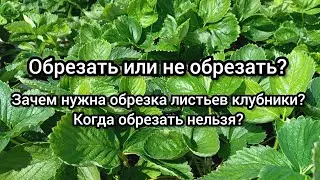 Обрезать или не обрезать листья клубники? Зачем нужна обрезка? Когда обрезать нельзя?