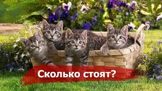 Самые дорогие кошки в мире