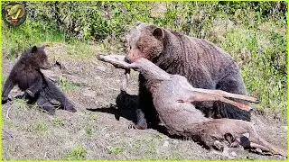 Unbelievable Moments When Bears Hunts Their Prey Caught On Camera | Animal Fighting