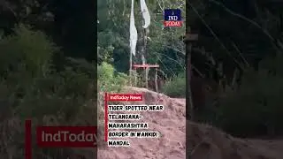 Tiger Spotted Near 